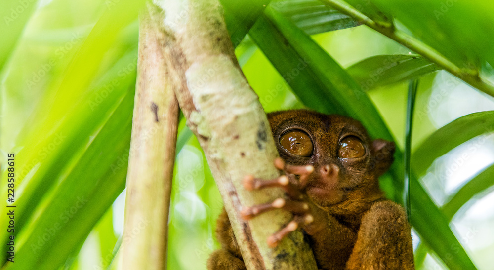 Philippine tarsier sitting on a tree, Bohol, Philippines. With selective focus. Philippine tarsier sitting on a tree, Bohol, Philippines. With selective focus.