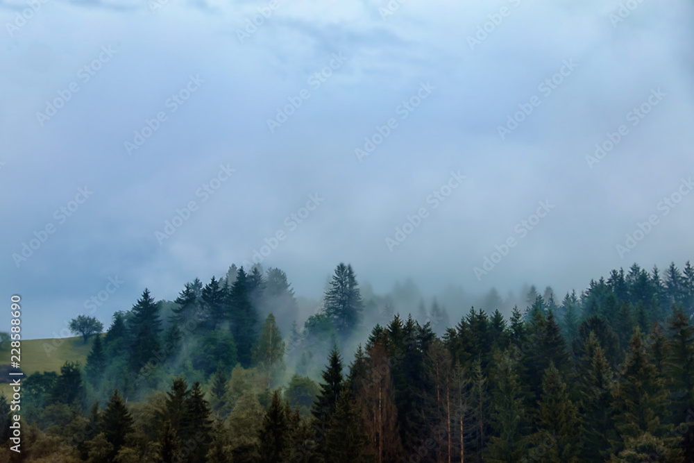 Picturesque view of mountain forest in foggy morning