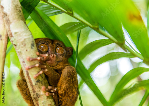 Philippine tarsier sitting on a tree, Bohol, Philippines. With selective focus.