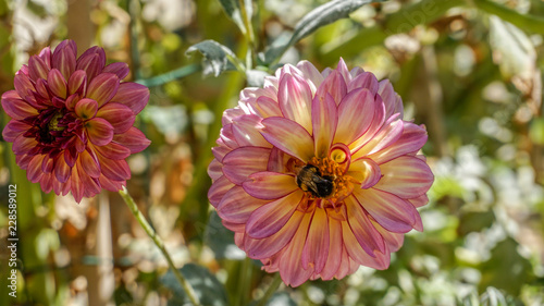 Dahlia Seniors Hope closeup 4.