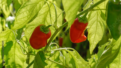 Piquillo Peppers closeup 2.