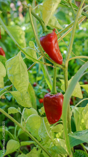Piquillo Peppers closeup 3.