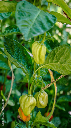 Piquillo Peppers closeup 4.