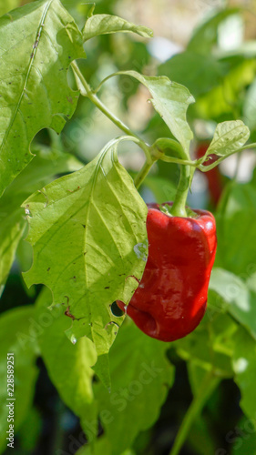 Piquillo Peppers closeup 5.