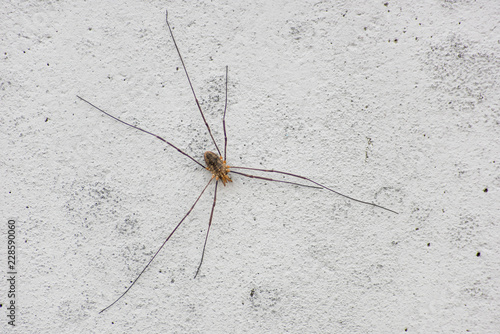 Opiliones on the concrete wall is close photo