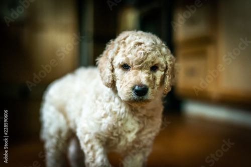 Cute little labradoodle puppy portrait indoors