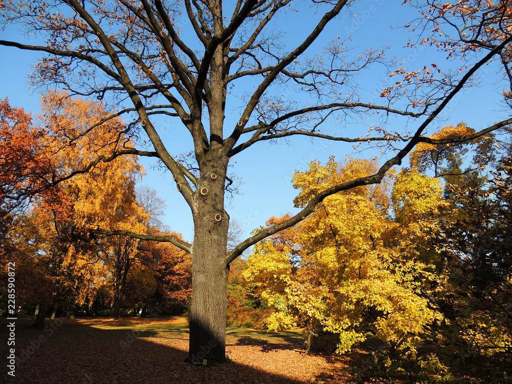 Flown tree in autumn park