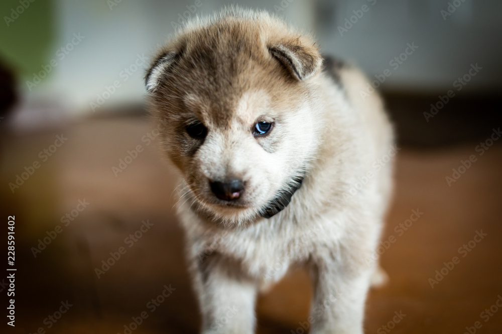 Obraz premium Cute husky puppy dog portrait indoors