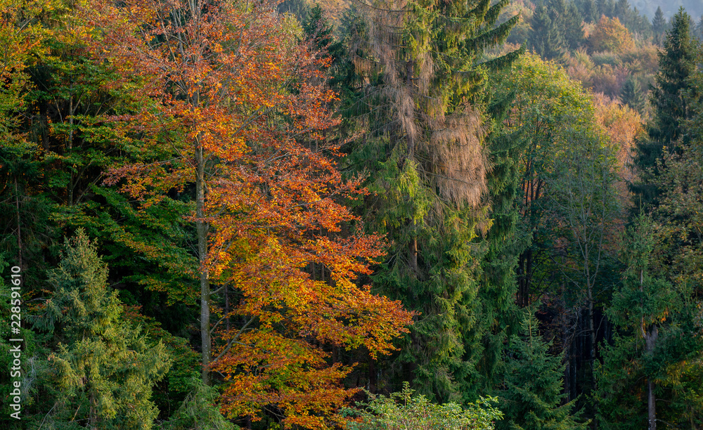 forest in the fall forest in the fall