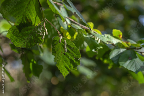 hezelnut tree leaves 