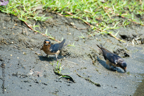 golondrina