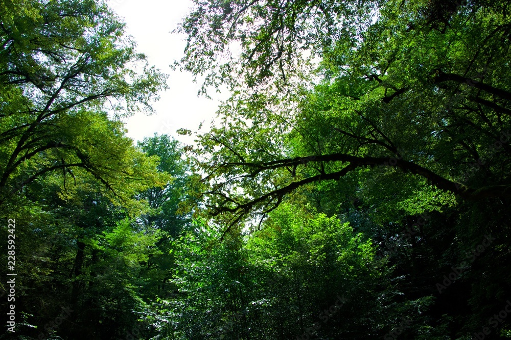 tree branch and light
