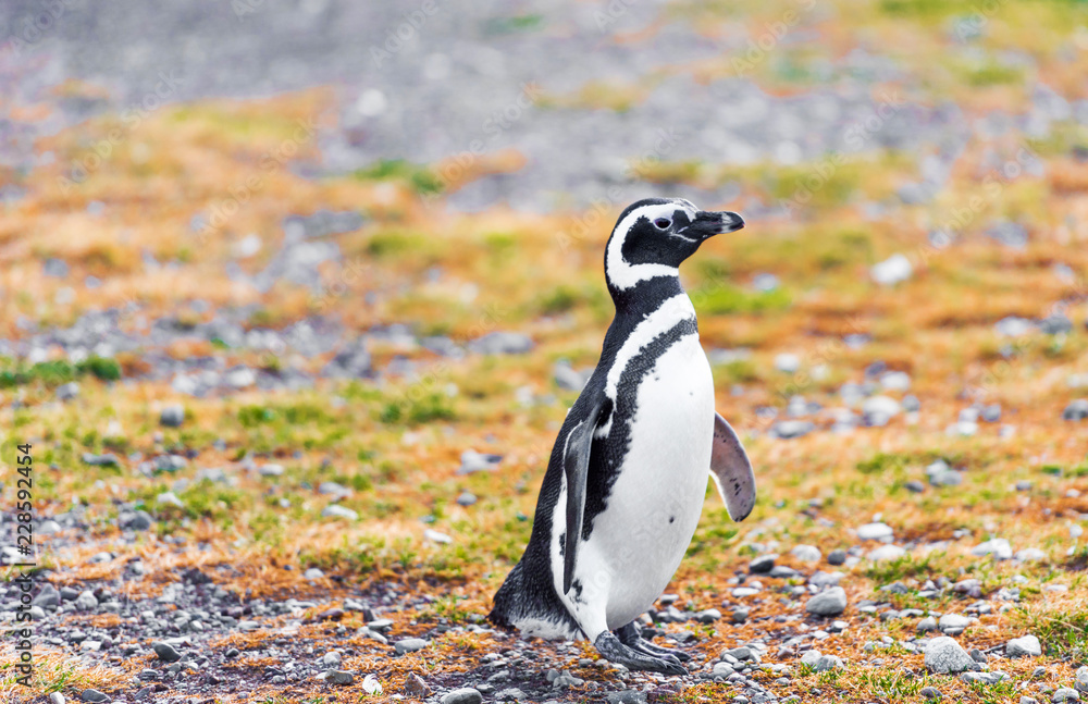 Fototapeta premium Pingwin Magellana, Spheniscus magellanicus, Isla Magdalena, Patagonia, Chile. Z selektywną ostrością.