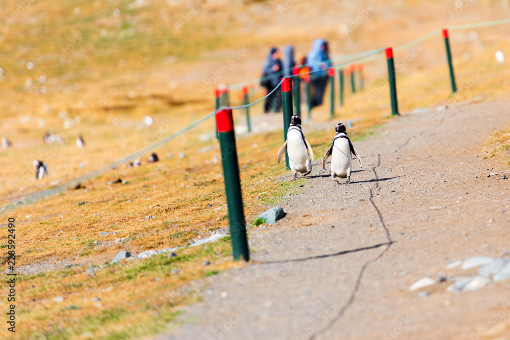 Fototapeta premium Para pingwinów magellana, Spheniscus magellanicus, Isla Magdalena, Patagonia, Chile.