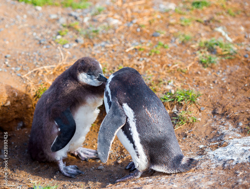 Couple of Magellanic Penguin  Spheniscus magellanicus  Isla Magdalena  Patagonia  Chile.