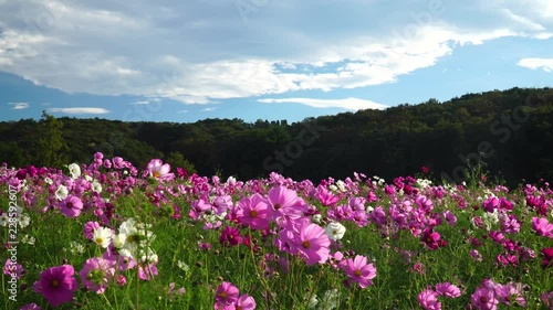 秋空とコスモス