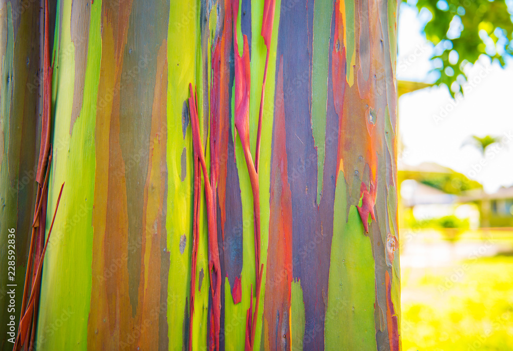 Φωτογραφία View of the trunk of the rainbow eucalyptus, Kauai, Hawaii, USA