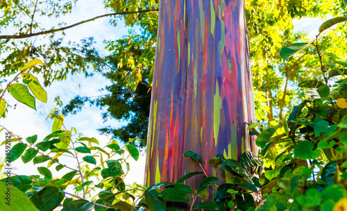 Wallpaper Mural View of the rainbow eucalyptus, Kauai, Hawaii, USA. Torontodigital.ca