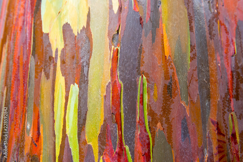 Eucalyptus bark texture abstract background, Kauai, Hawaii, USA. Close-up.