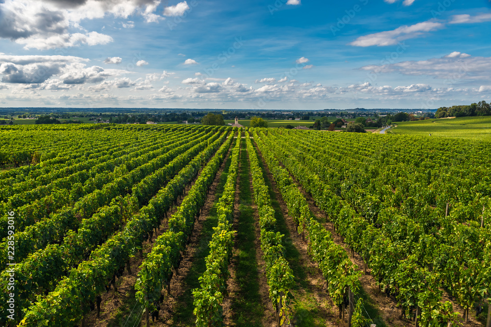 Bordeaux vineyards beautiful landscape of Saint Emilion vineyrd in France