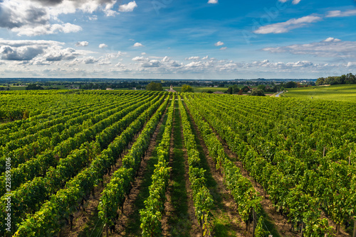 Fotografia Bordeaux vineyards beautiful landscape of Saint Emilion vineyrd in France