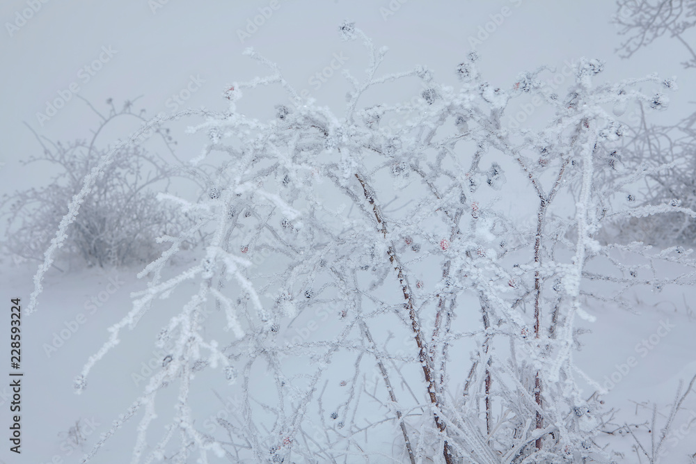 winter details with frost covered branches winter details with frost covered branches
