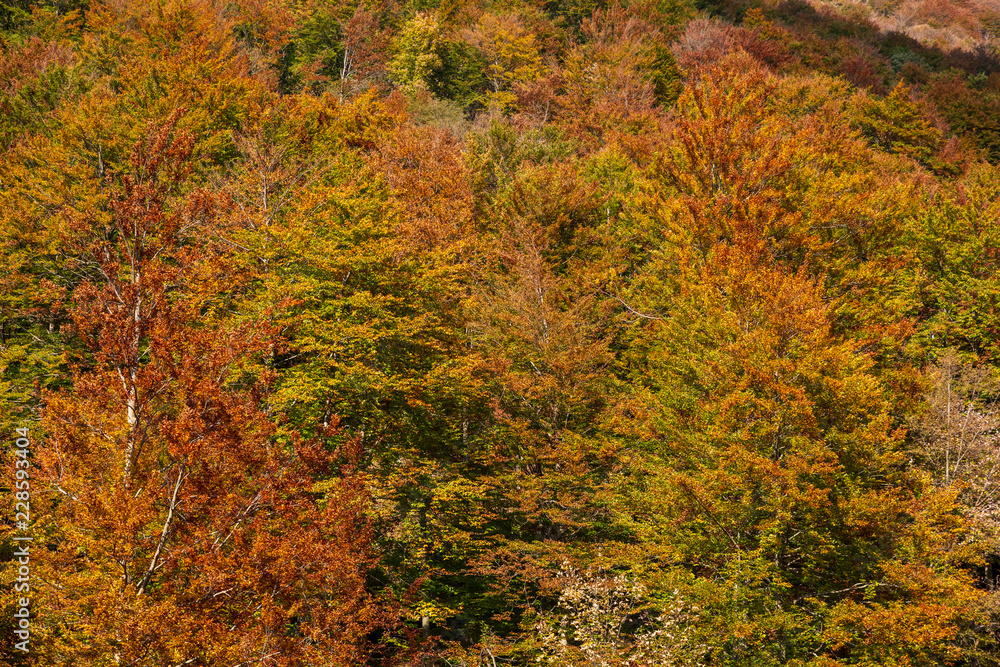 Woods in autumn, natural patterns and background Woods in autumn, natural patterns and background