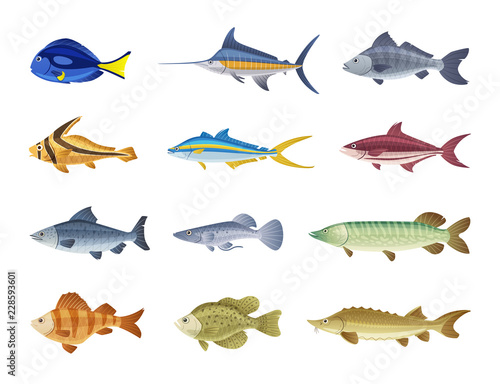 Fish characters. Cartoon vector illustration