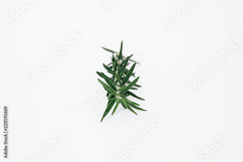 A sprig of fresh rosemary located on a bright white background. Food concept and seasoning dishes. Strengthening the taste with herbs  improving the taste.