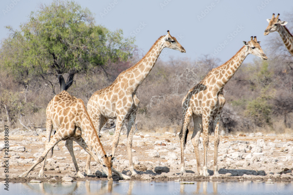 Obraz premium Girafe
