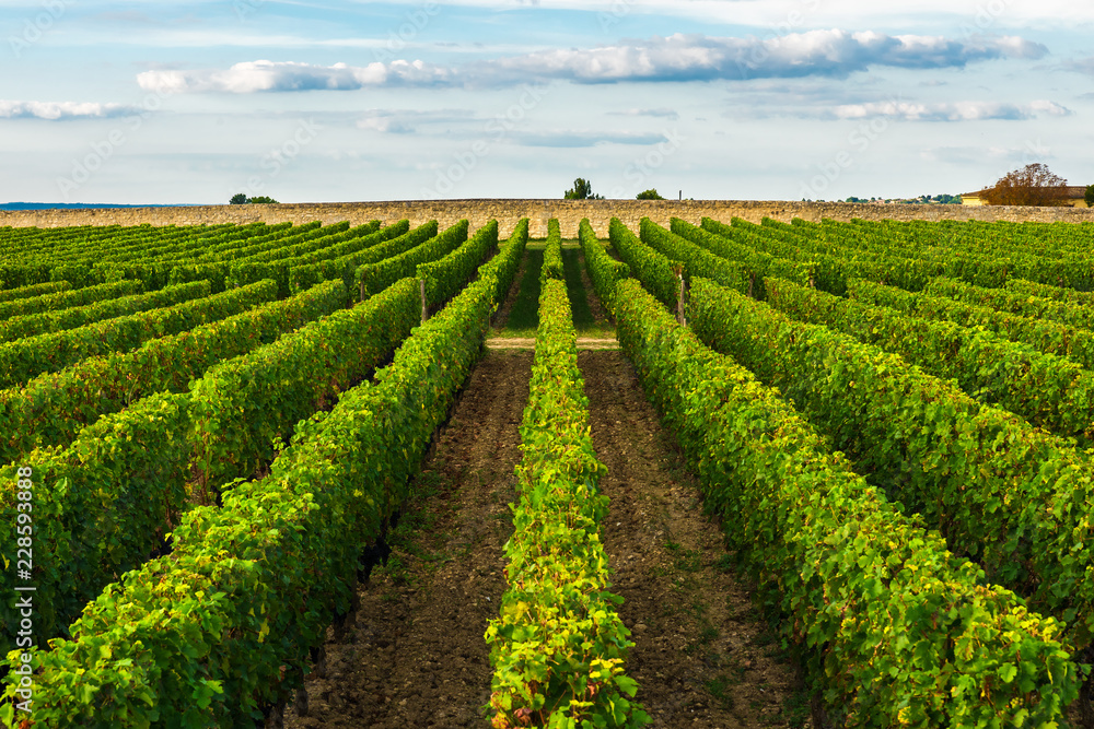 beautiful vineyard in Bordeaux, France in sunny day