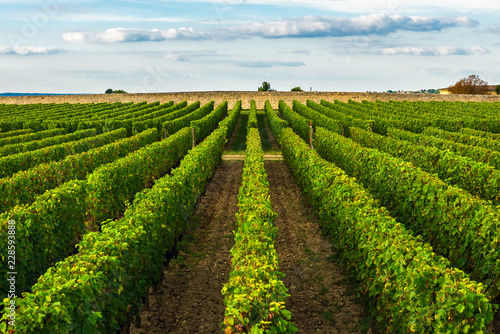 Fotografía beautiful vineyard in Bordeaux, France in sunny day