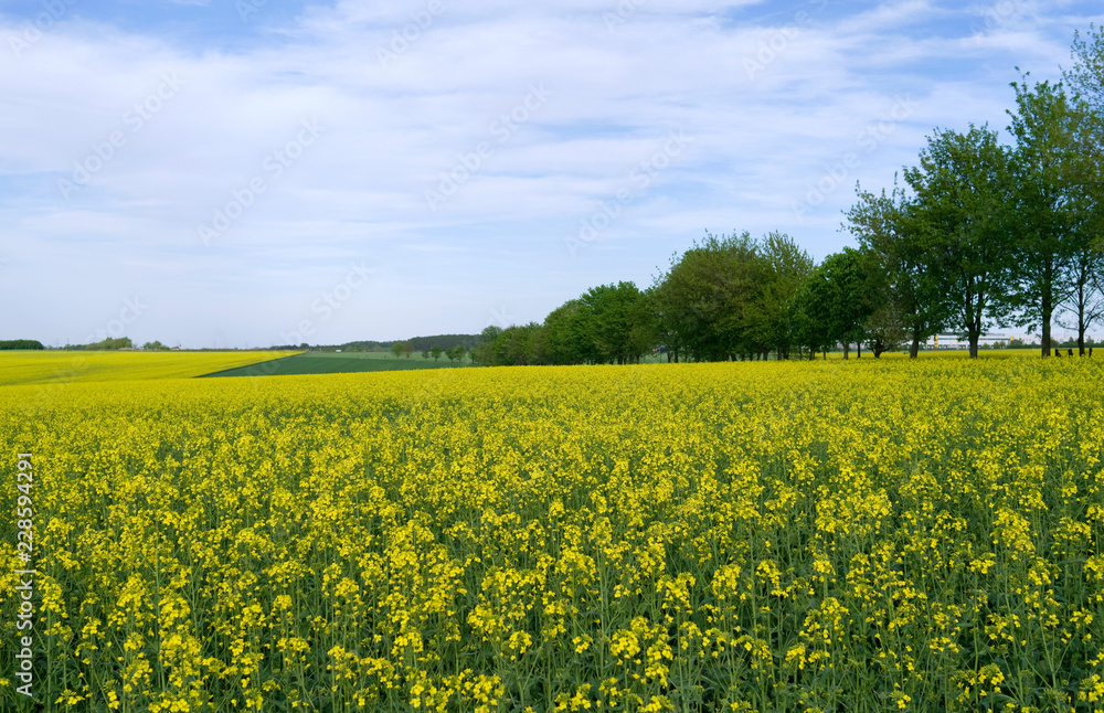 Ponitz / Germany: View over a blooming rapeseed field in Eastern Thuringia in April