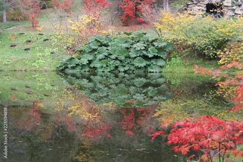 Obraz na płótnie autumn landscape with pond and gunnera w salonie