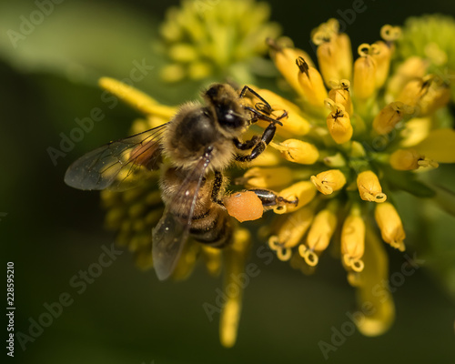 Honey Bee at Work © Dan