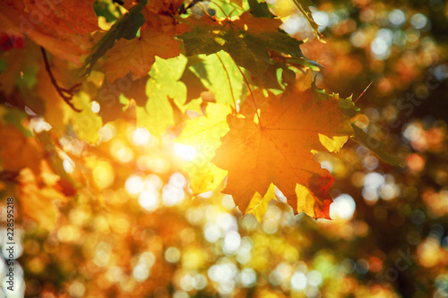 Goldener Herbst
