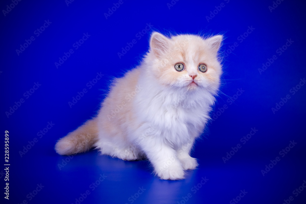 Scottish straight longhair cat on colored backgrounds