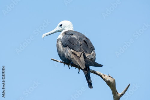 Photography Fragata Tijereta