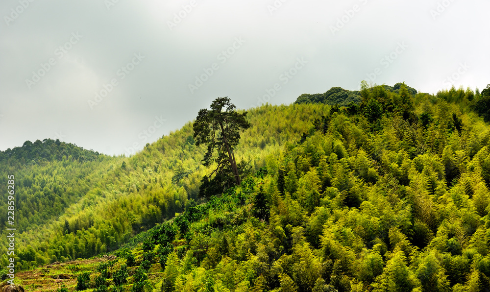 Obraz premium Lonely giant tree