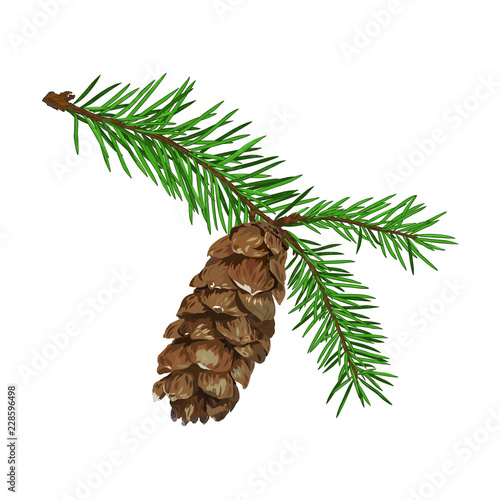 Fir tree branch with cone isolated on white background.