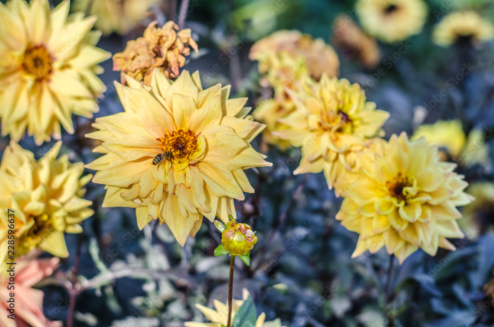 Yellow flower blooming on gray background. Autumn Chrysanthemum. Yellow flower blooming on gray background. Autumn Chrysanthemum.