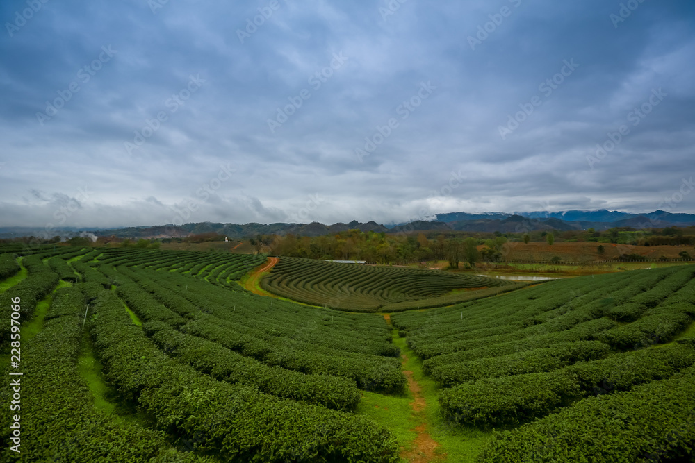Green tea field in Doi Angkhang, Chiang mai, Thailand.tea farm on mountain.Green tea plantation landscape.