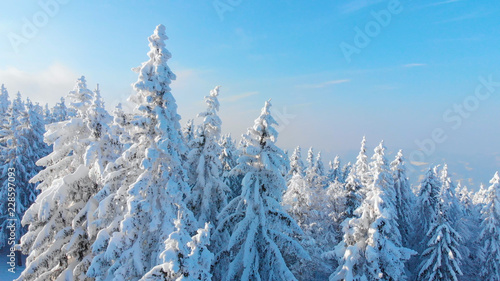 AERIAL: Breathtaking forest covered in freshly fallen snow on a sunny winter day © helivideo