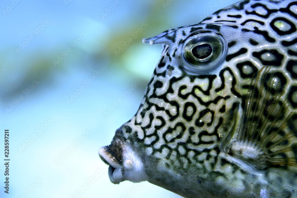 Obraz premium Cow Fish Mug Shot