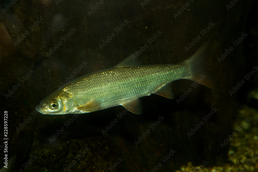 Souffia or Western Vairone (Telestes souffia). Souffia or Western Vairone (Telestes souffia).