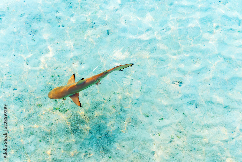 Fototapeta premium Shark near the shore, Maldives. Top view. With selective focus.
