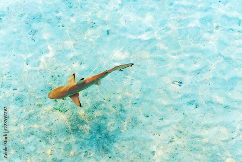 Shark near the shore, Maldives. Top view. With selective focus.