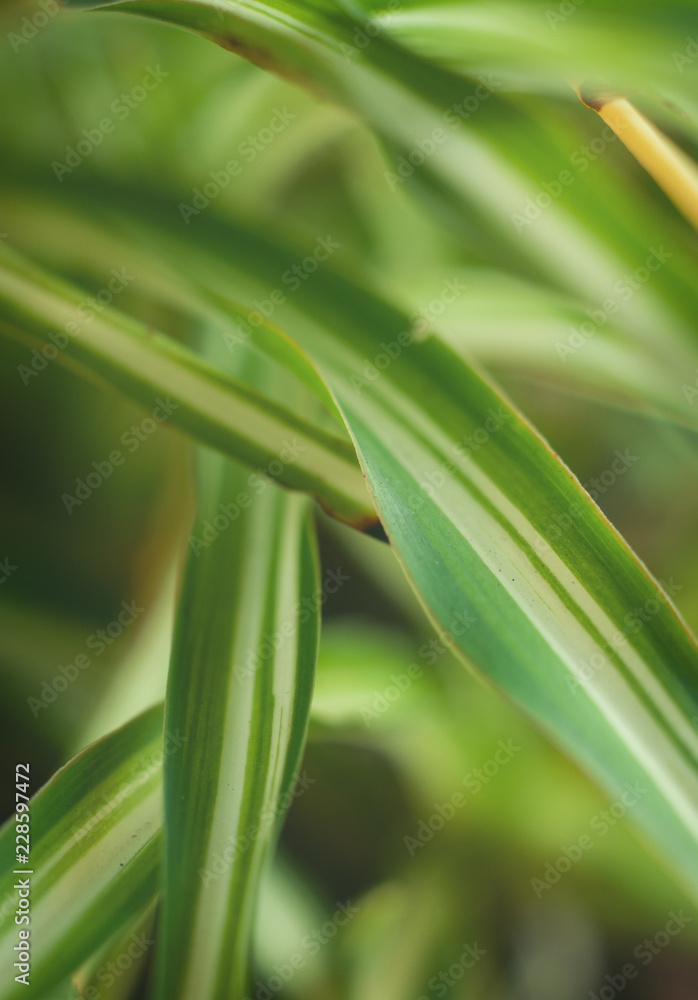 Close up of the striped leaves of a spider plant in the early morning light. Close up of the striped leaves of a spider plant in the early morning light.