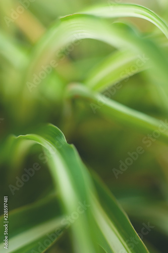 Wallpaper Mural Close up of the striped leaves of a spider plant in the early morning light. Torontodigital.ca