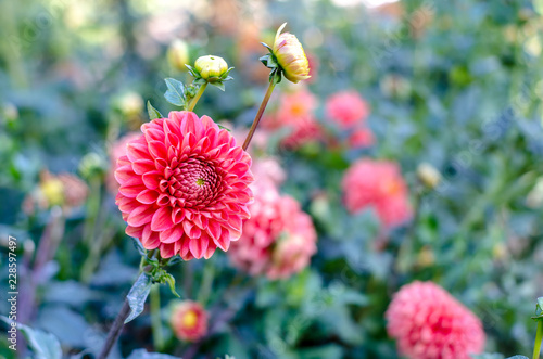 Red flower blooming on green background. Autumn Chrysanthemum. photo